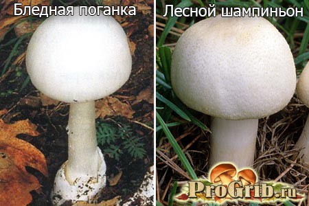 blednaya poganka i shampinion 02