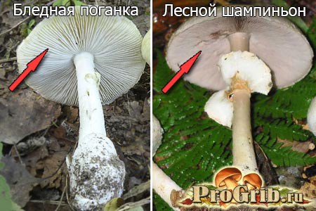 blednaya poganka i shampinion