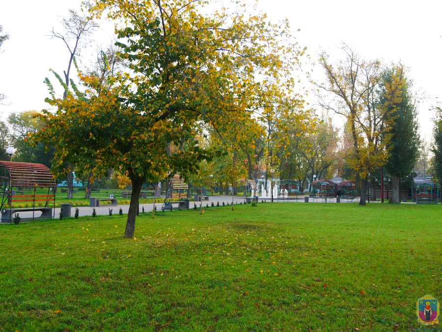 клен 2