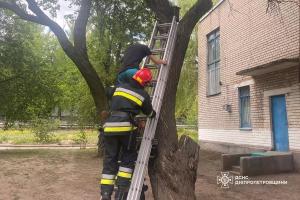Рятував кошеня і застряг сам
