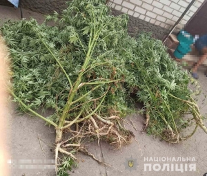 Время собирать урожай. У жителя Покрова нашли 50 кустов конопли