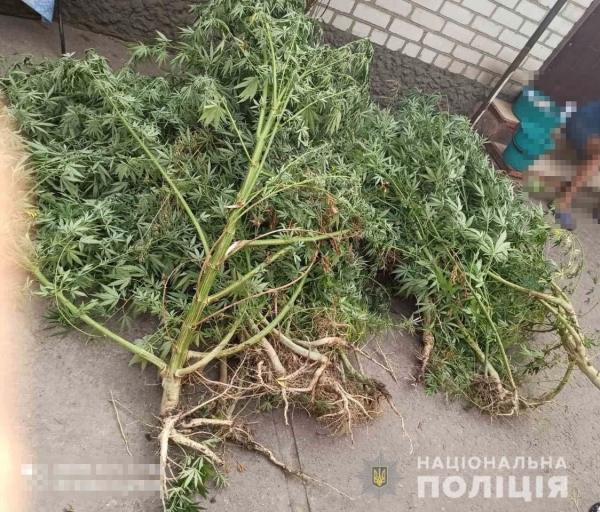 Время собирать урожай. У жителя Покрова нашли 50 кустов конопли