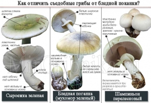 Бледная поганка. Что нужно знать нашим грибникам о потенциальной опасности