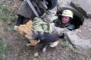 На Партизанской спасли собаку, которая упала в канализационный колодец