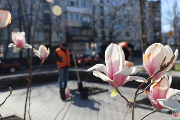 В ПОКРОВЕ ВЫСАДИЛИ МАГНОЛИИ