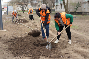 В ПОКРОВЕ САЖАЮТ ДЕРЕВЬЯ