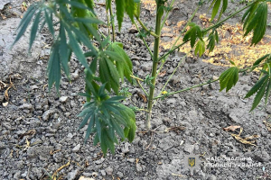 Виростив понад сотню кущів конопель: слідчі Нікопольського району скерували до суду обвинувальний акт відносно правопорушника