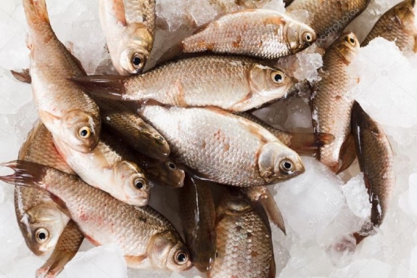 How Much Is the Fish? 2 декабря в Покрове изъяли 65 кг карася без сертификата качества
