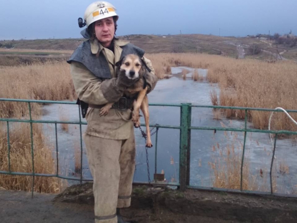В Шолохово  спасатели  достали собаку из реки