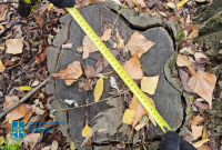 Через незаконну вирубку на Дніпропетровщині державі завдано збитків на 34 млн грн &ndash; судитимуть директора лісгоспу