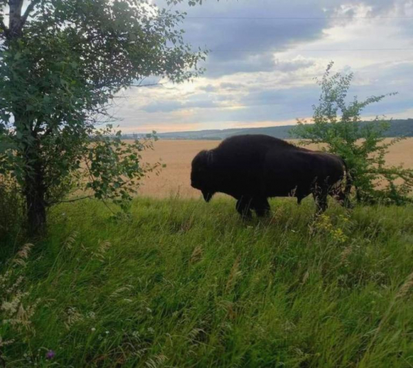 На полях Дніпропетровщини помітили незвичного для наших країв звіра &ndash; американського бізона